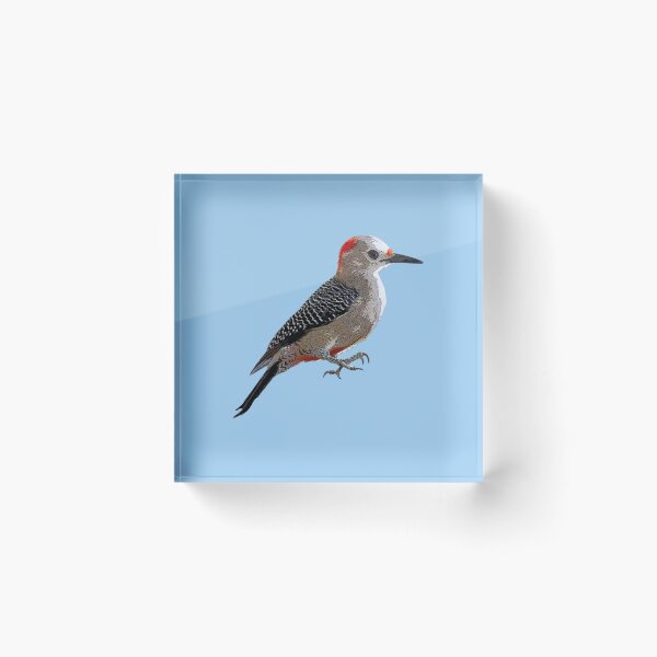 Item preview, Golden-fronted Woodpecker Color Design  designed and sold by designsasstultd.