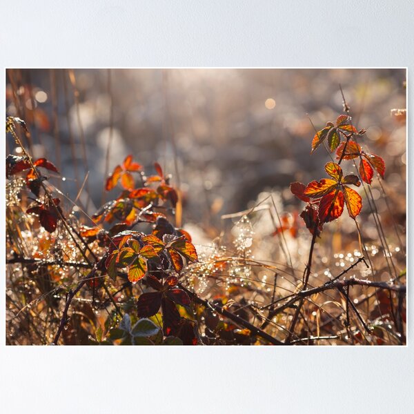 Item preview, Autumn morning designed and sold by Catrinann.