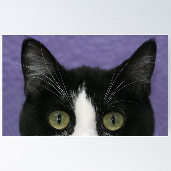 Item preview, Peak-A-Boo designed and sold by Susanne Correa.