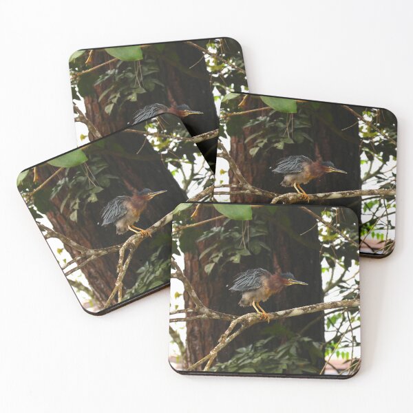 Item preview, Green Heron Boquete Panama Alvaro Miranda Bird Photography designed and sold by Alvaro-Miranda.