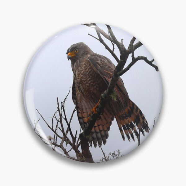 Item preview, Roadside Hawk Alvaro Miranda Bird Photography designed and sold by Alvaro-Miranda.