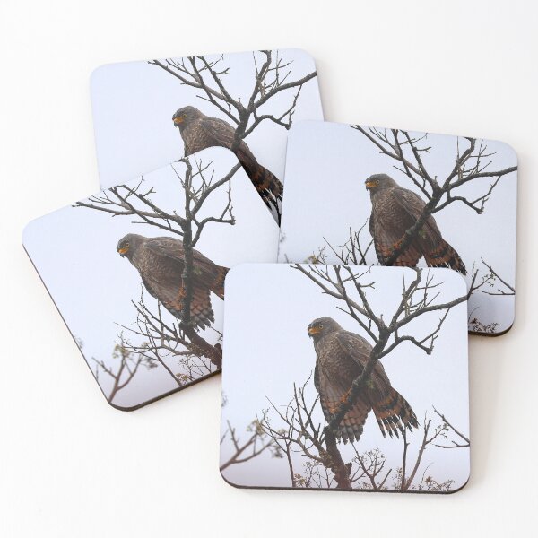 Item preview, Roadside Hawk Alvaro Miranda Bird Photography designed and sold by Alvaro-Miranda.