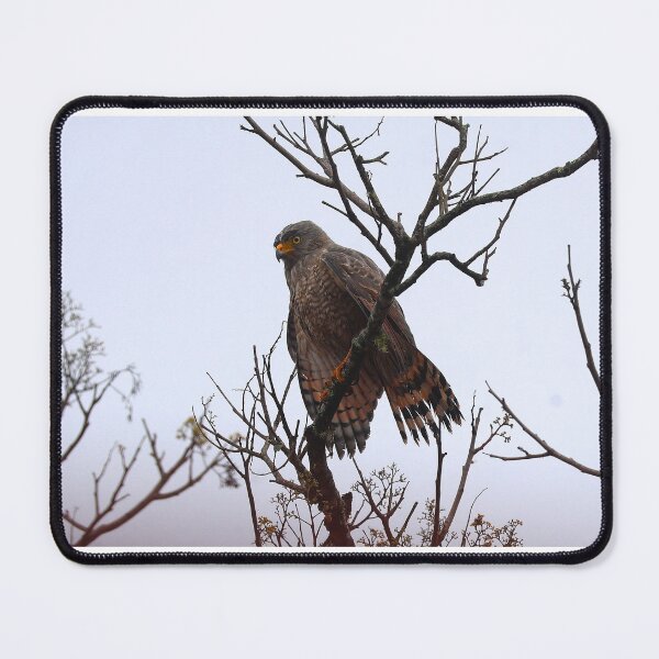 Item preview, Roadside Hawk Alvaro Miranda Bird Photography designed and sold by Alvaro-Miranda.