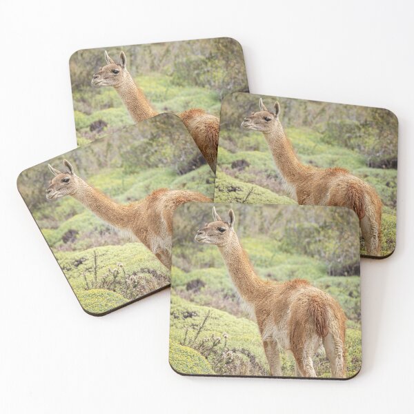 Item preview, Guanaco in Chile designed and sold by PhotoArt by Joan Carroll.