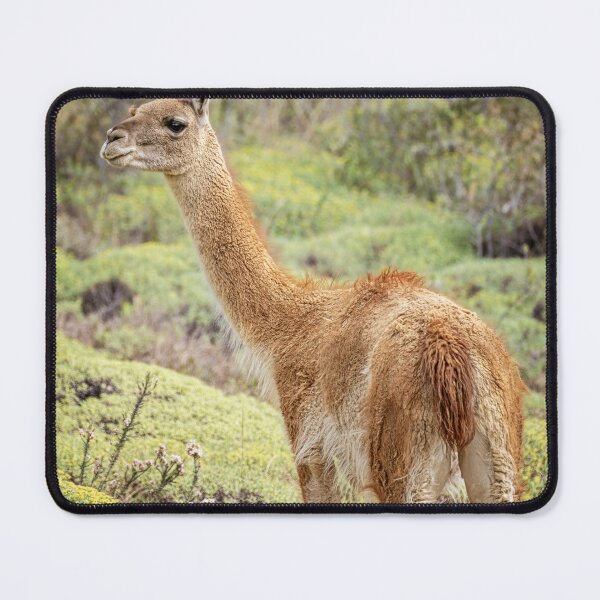 Item preview, Guanaco in Chile designed and sold by PhotoArt by Joan Carroll.
