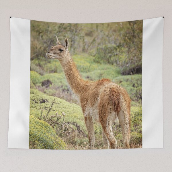 Item preview, Guanaco in Chile designed and sold by PhotoArt by Joan Carroll.