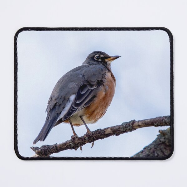 Item preview, American Robin on a Branch designed and sold by KRFNatureGifts.