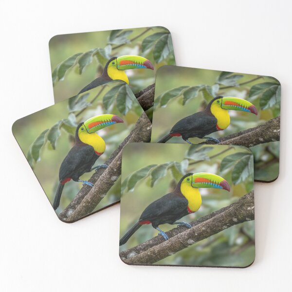 Item preview, Toucan designed and sold by PTY4u.