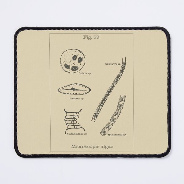 Item preview, Microscopic Algae - Vintage Textbook Figure designed and sold by MicroMarket.