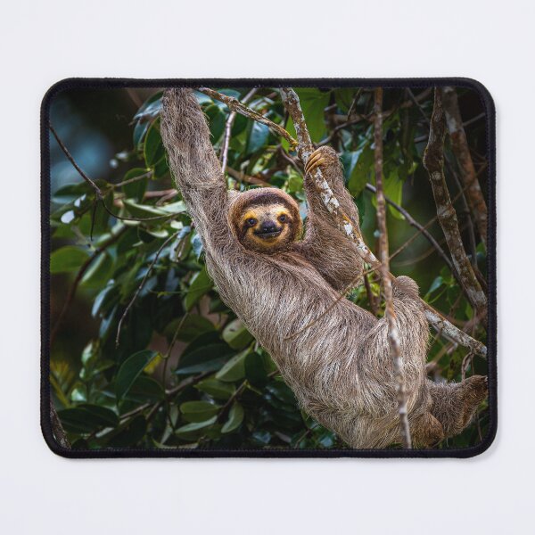 Item preview, Brown-throated three-toed sloth designed and sold by PTY4u.