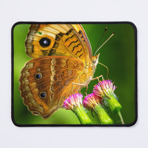 Item preview, Common buckeye butterfly designed and sold by PTY4u.
