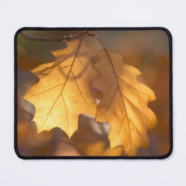 Item preview, Autumn Oak Leaves Back Lit designed and sold by yhelfman.