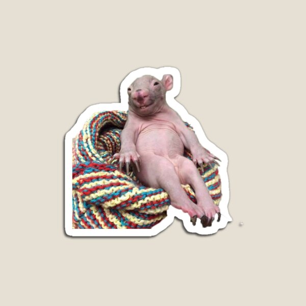 Cute Baby Wombat Magnet