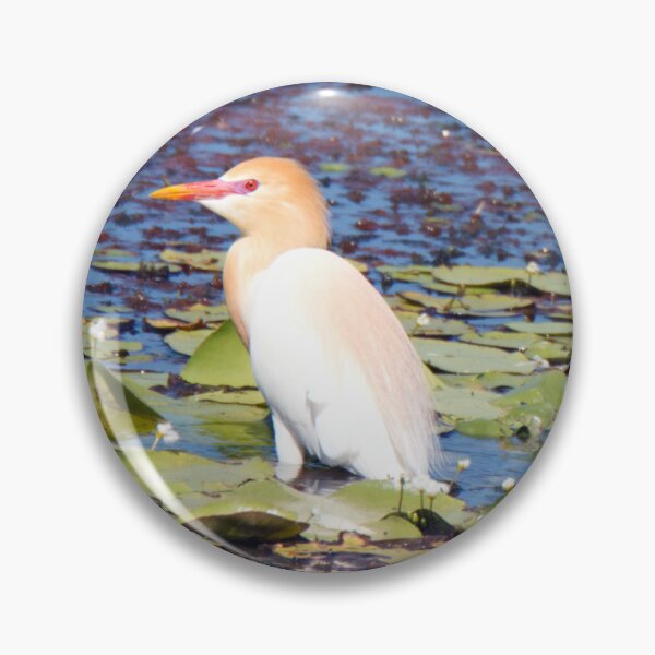Item preview, Cattle Egret in breeding plumage sitting a pond designed and sold by BirdsAlive.
