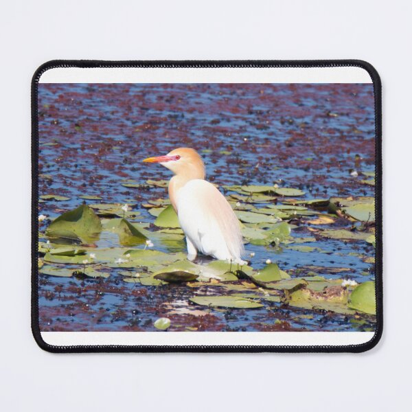 Item preview, Cattle Egret in breeding plumage sitting a pond designed and sold by BirdsAlive.