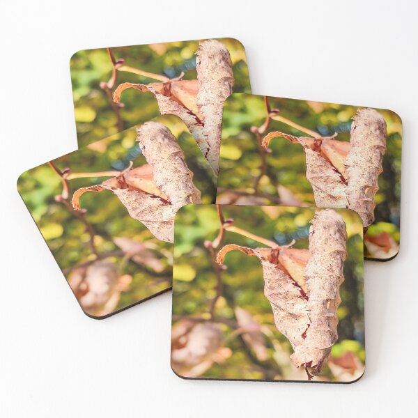 Item preview, Crooked lbrown leaf at autumn designed and sold by AB Photostudio.