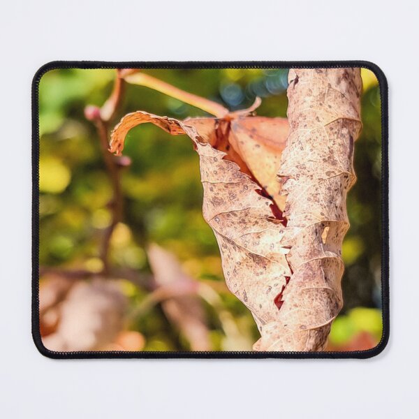 Item preview, Crooked lbrown leaf at autumn designed and sold by AB Photostudio.
