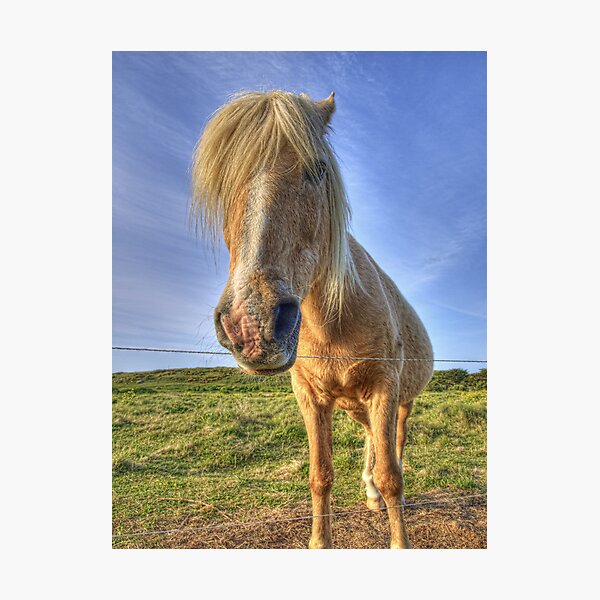 Longis Horsey - Alderney Photographic Print