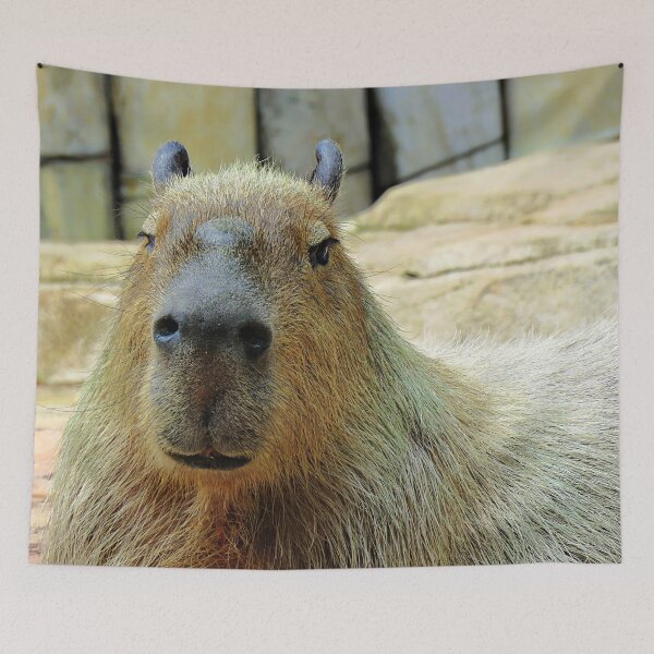 Item preview, Capybara Looking at You Close-up designed and sold by Linda Walsh.