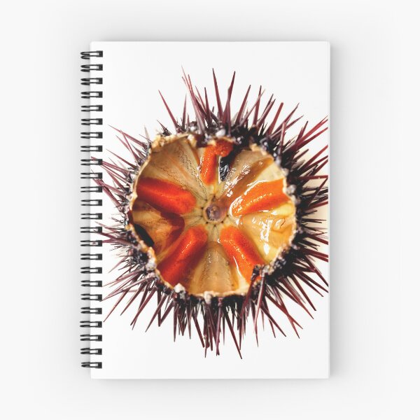 Item preview, Purple sea urchin designed and sold by troianifabrizio.