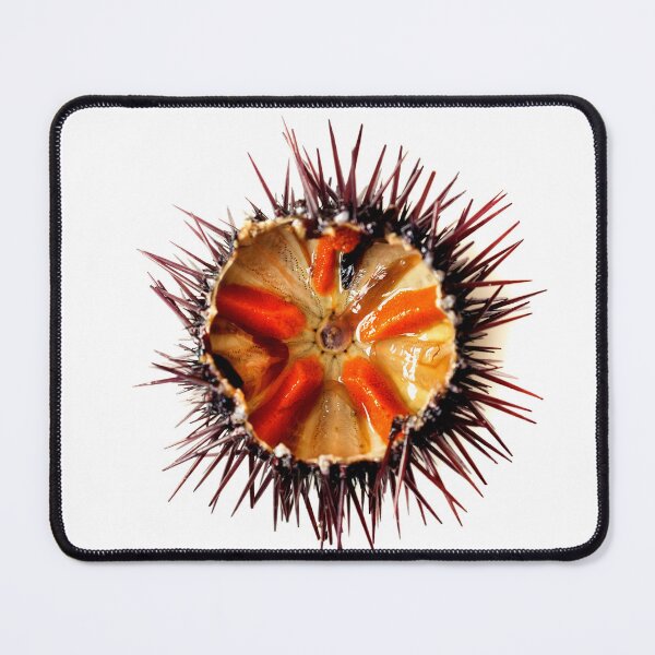 Item preview, Purple sea urchin designed and sold by troianifabrizio.