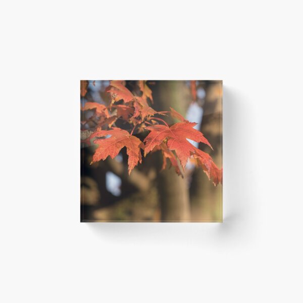 Item preview, Warm Sunshine and Autumnal Maple Leaves designed and sold by Georgia Mizuleva.