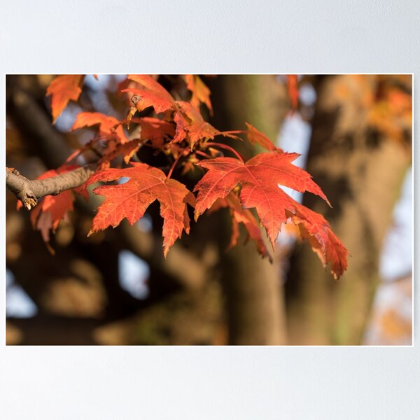 Item preview, Warm Sunshine and Autumnal Maple Leaves designed and sold by Georgia Mizuleva.