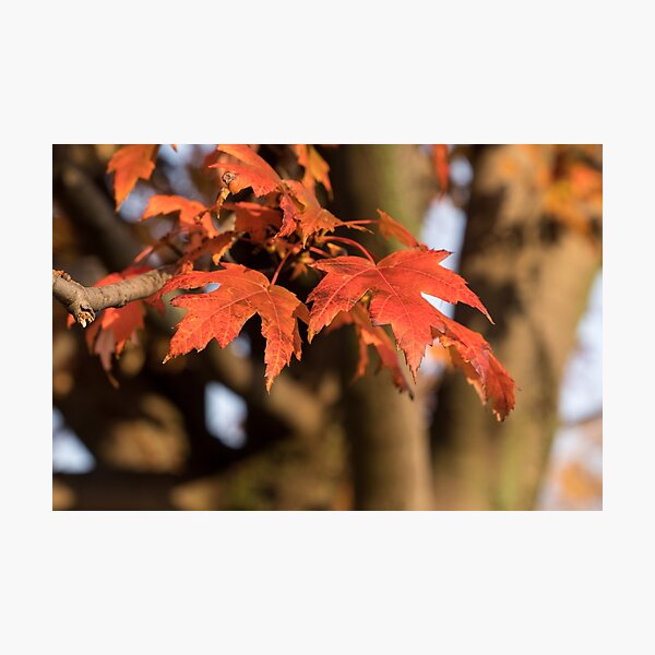 Item preview, Warm Sunshine and Autumnal Maple Leaves designed and sold by Georgia Mizuleva.