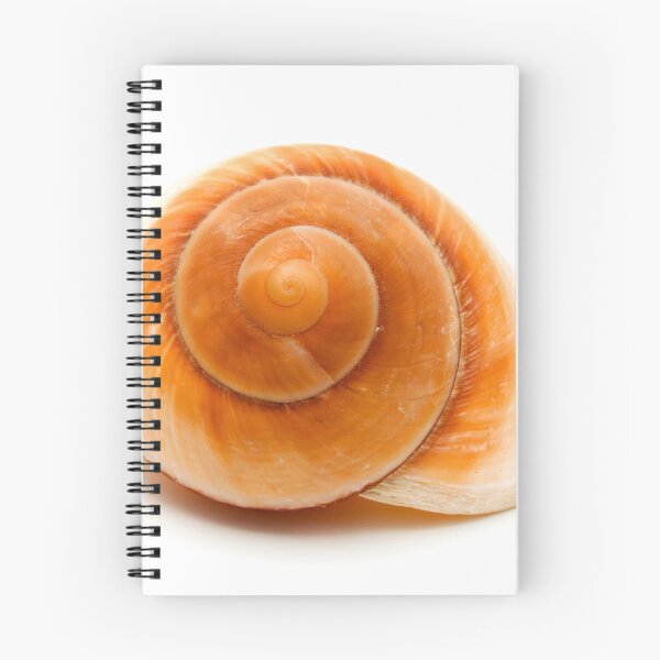Item preview, Seashell designed and sold by troianifabrizio.