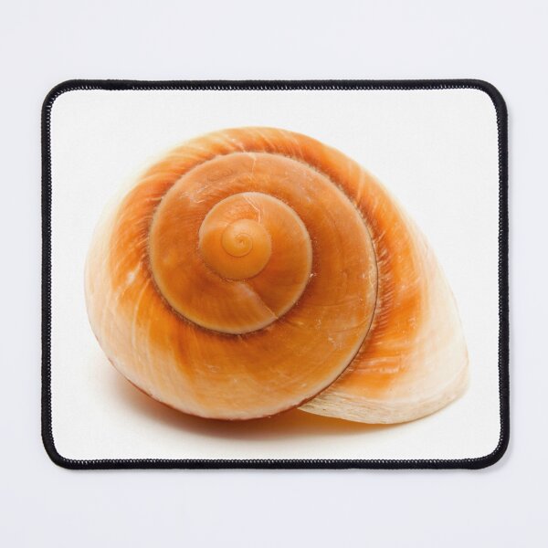 Item preview, Seashell designed and sold by troianifabrizio.