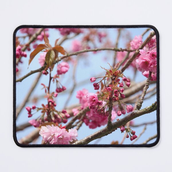 Item preview, Flowering Cherry Donegal Ireland designed and sold by eddiebarronshop.