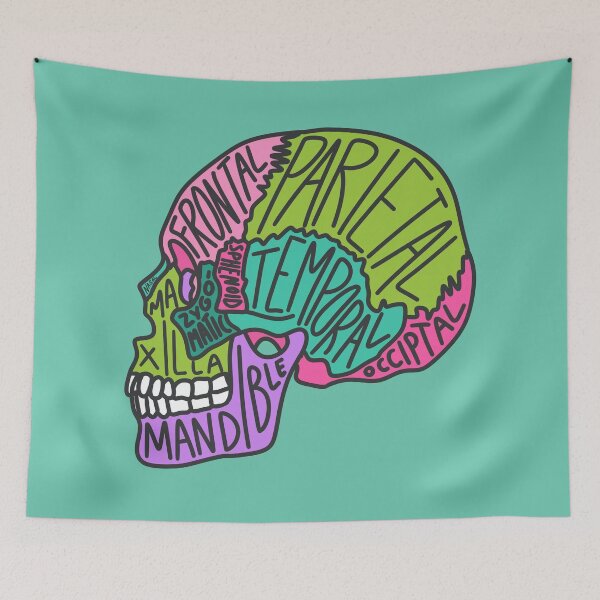 Item preview, Skull Anatomy designed and sold by OctagonGlasses.