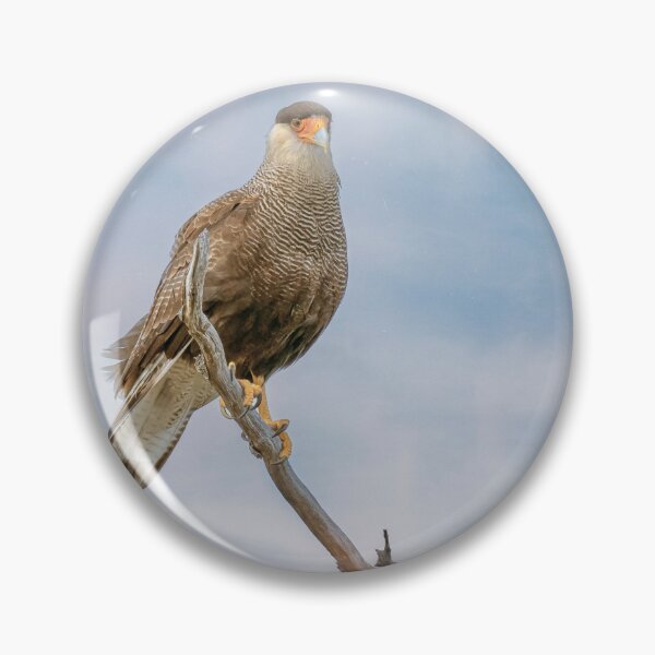 Item preview, Southern Crested Caracara designed and sold by PhotoArt by Joan Carroll.