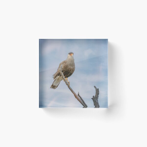 Item preview, Southern Crested Caracara designed and sold by PhotoArt by Joan Carroll.