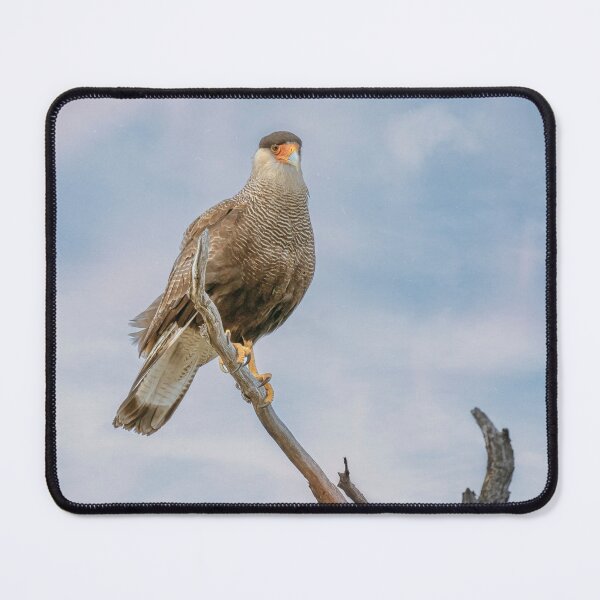 Item preview, Southern Crested Caracara designed and sold by PhotoArt by Joan Carroll.