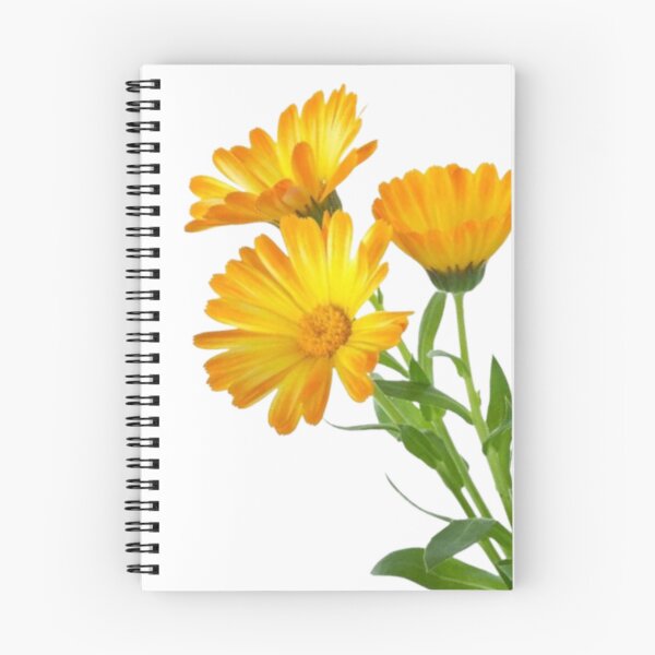 Item preview, Vibrant Orange Marigold Trio designed and sold by Dipab121.