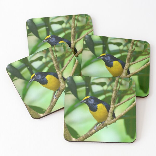 Item preview, Yellow Crowned Euphonia Boquete Panama Alvaro Miranda Bird Photography designed and sold by Alvaro-Miranda.