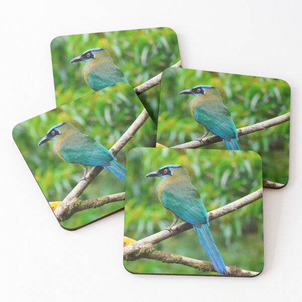 Item preview, Blue Crowned Motmot Boquete Panama Alvaro Miranda Bird Photography designed and sold by Alvaro-Miranda.