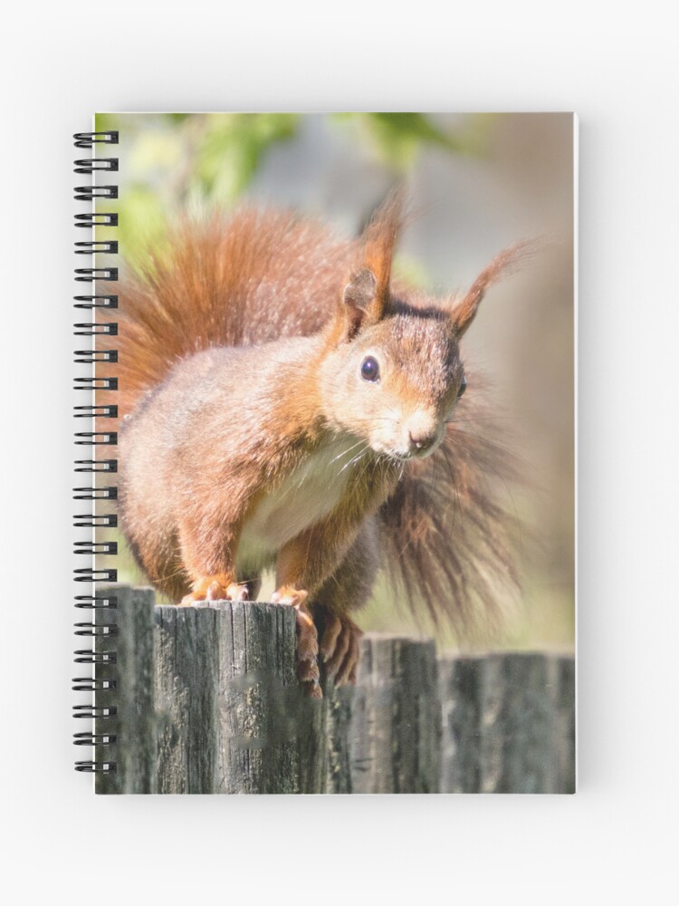 Thumbnail 1 von 3, Notizbuch, Eichhörnchen designt und verkauft von Igelchen.