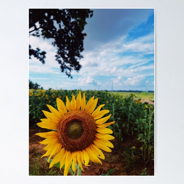 Item preview, Sunny sunflower  designed and sold by Kelseymangum.