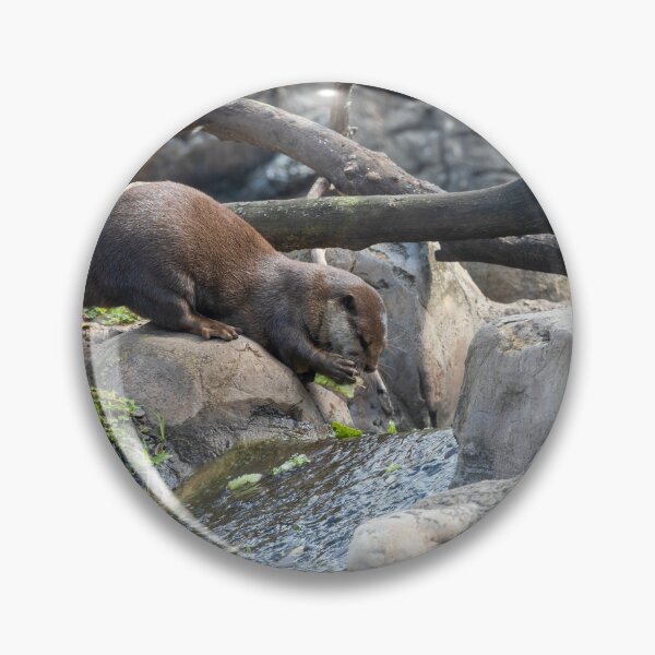 Item preview, Otter Gathering Food from a Stream designed and sold by jrtwynam.