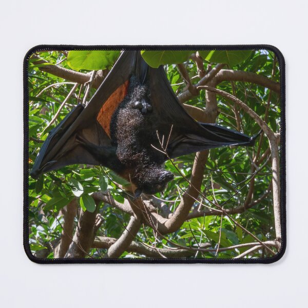 Item preview, Bat Hanging Out in a Tree designed and sold by jrtwynam.