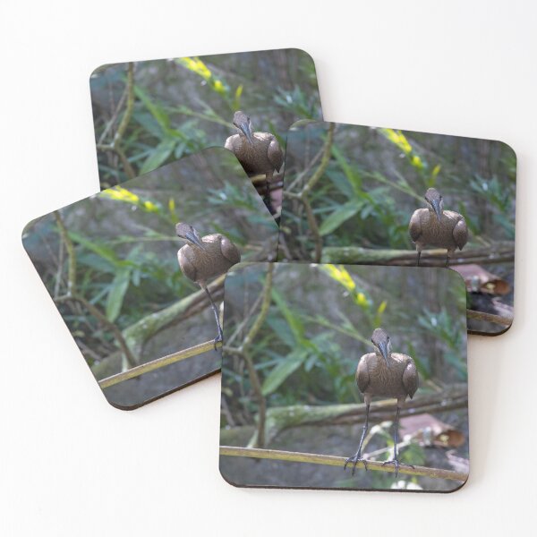 Item preview, Hamerkop Looking at the Camera designed and sold by jrtwynam.