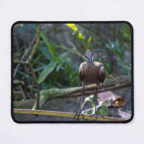 Item preview, Hamerkop Looking at the Camera designed and sold by jrtwynam.