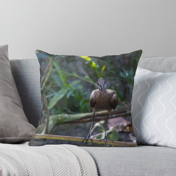 Item preview, Hamerkop Looking at the Camera designed and sold by jrtwynam.