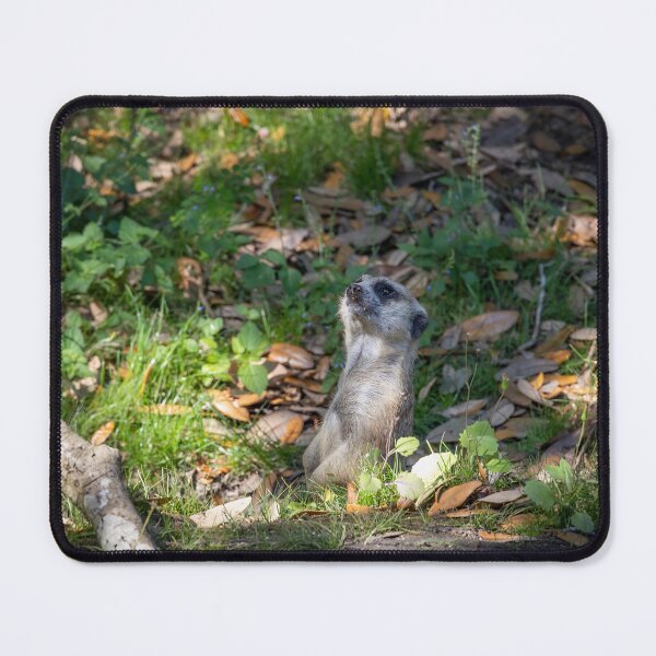 Item preview, Meerkat Looks Up to the Sky designed and sold by jrtwynam.