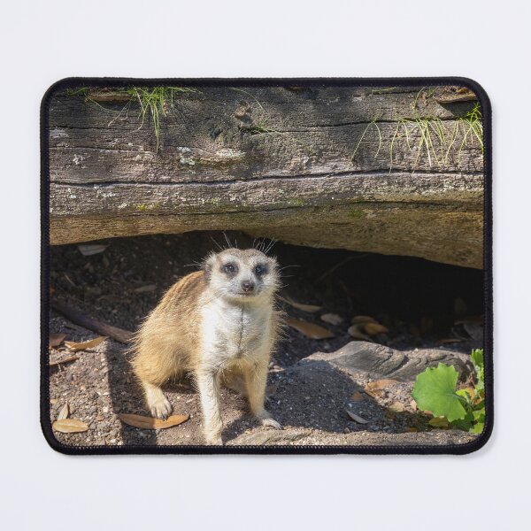 Item preview, Meerkat Looking at Camera designed and sold by jrtwynam.
