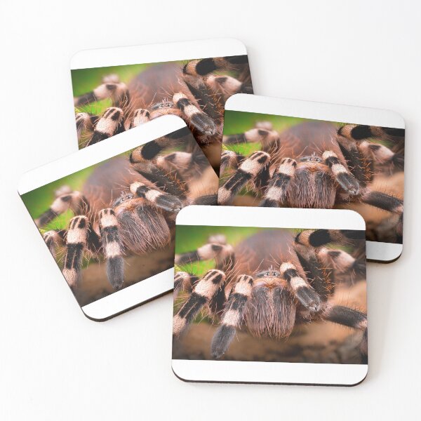 Item preview, Brazilian Whiteknee Tarantula (Acanthoscurria geniculata) designed and sold by SharpSpoods.
