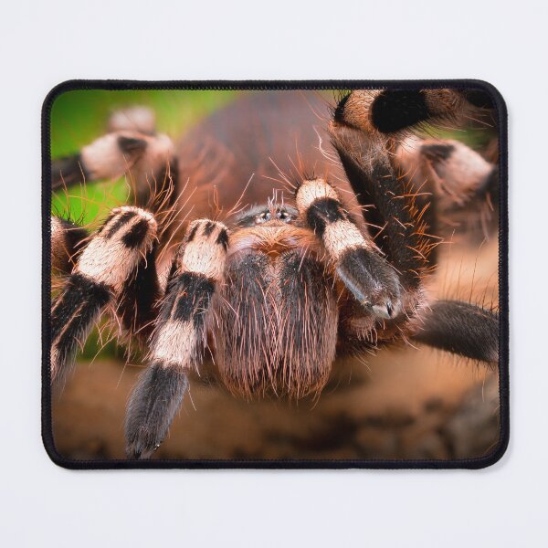 Item preview, Brazilian Whiteknee Tarantula (Acanthoscurria geniculata) designed and sold by SharpSpoods.