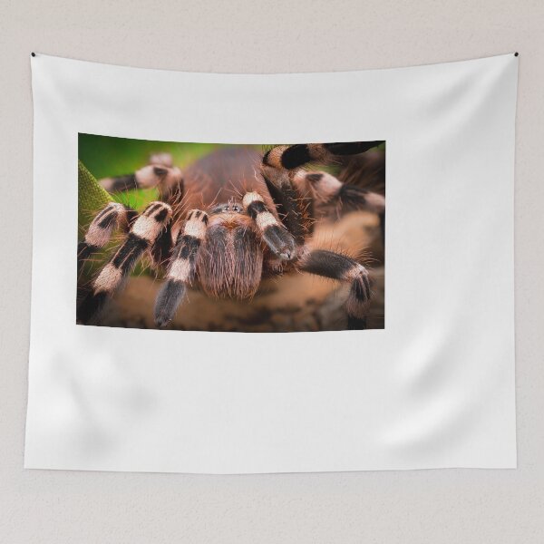 Item preview, Brazilian Whiteknee Tarantula (Acanthoscurria geniculata) designed and sold by SharpSpoods.